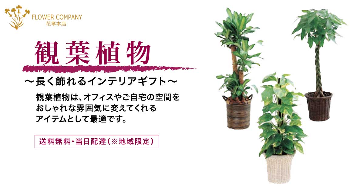 観葉植物 花孝本店